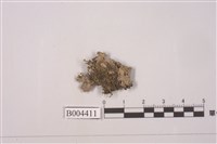 藏品(斯氏合葉蘚)的圖片